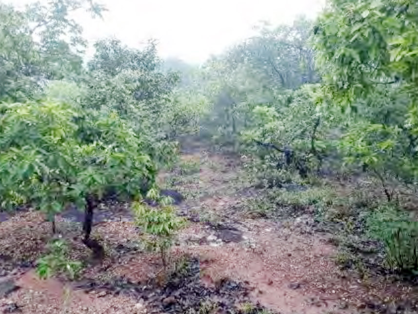 Imagem 3 do Leilão de Área Rural - Furna Grande - Ituiutaba/MG