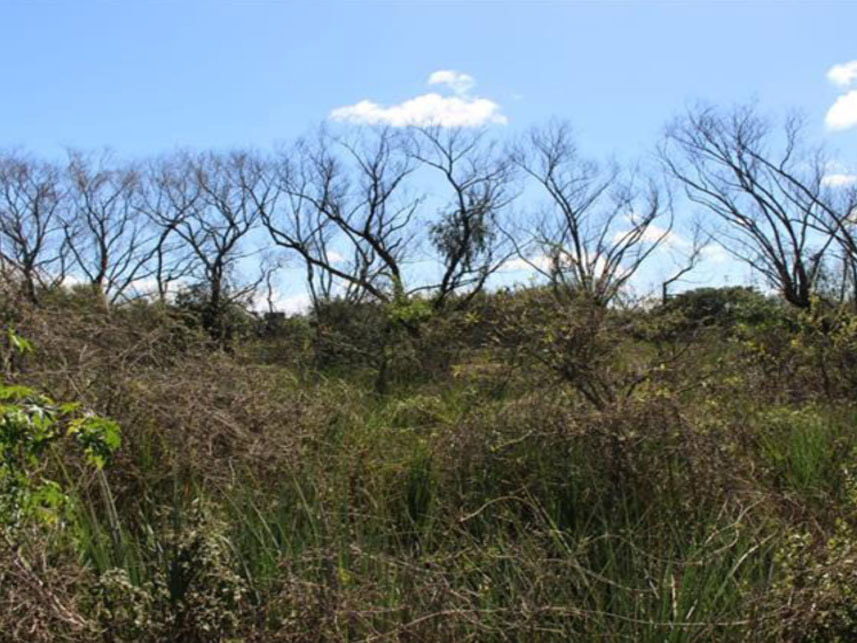 Imagem 4 do Leilão de Terreno - Recanto de Portugal - Pelotas/RS