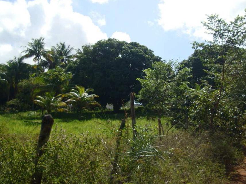 Imagem 4 do Leilão de Casa - Açu da Torre - Mata de São João/BA