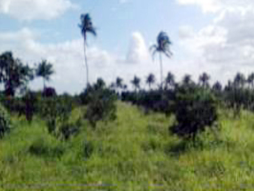 Imagem 2 do Leilão de Área Rural - Área Rural - Lagarto/SE