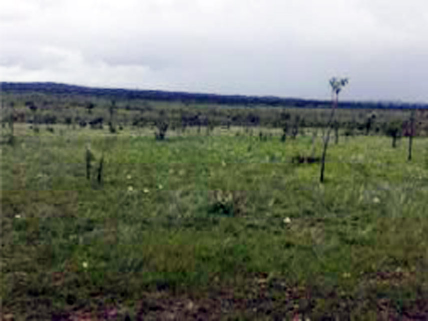 Imagem 2 do Leilão de Área Rural - Área Rural - Dianópolis/TO