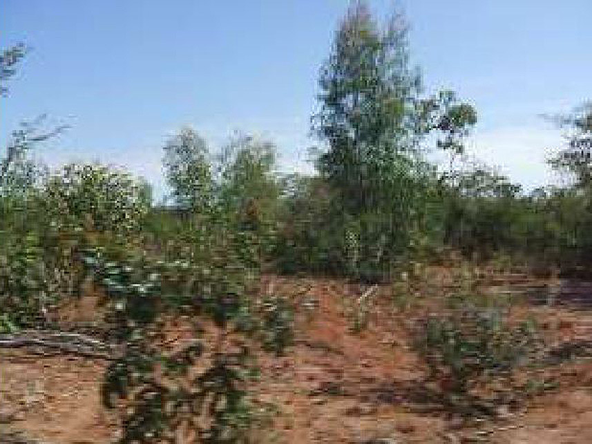 Imagem 2 do Leilão de Área Rural - Rural - Santo Antônio do Retiro/MG