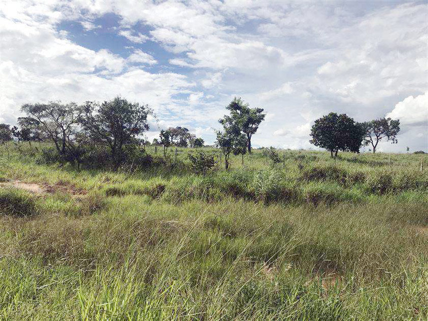 Imagem 3 do Leilão de Terreno - Reserva e Palmito - Mineiros/GO