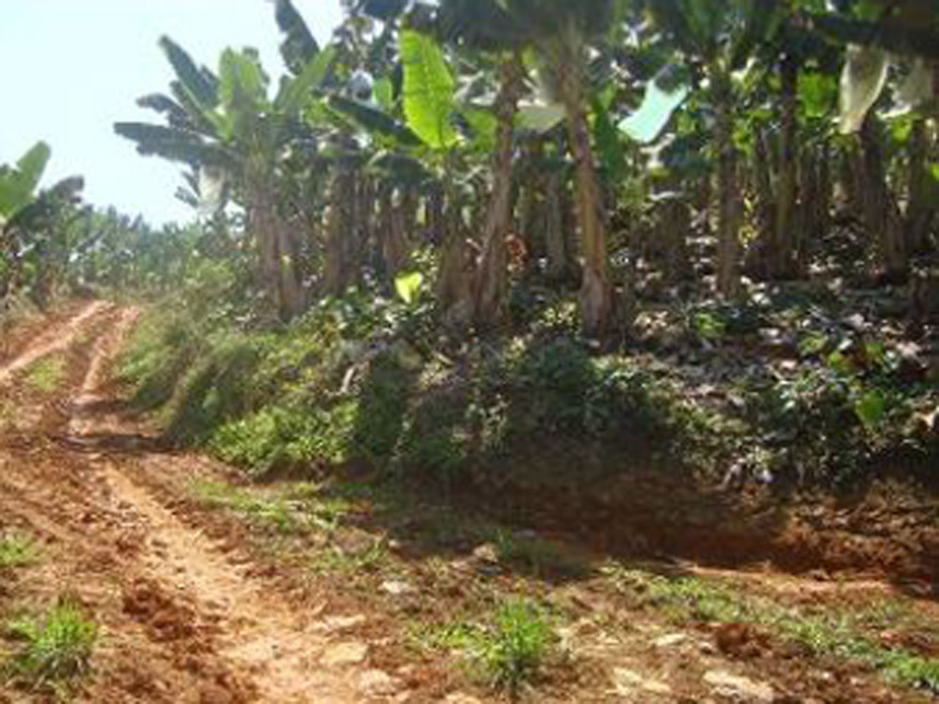 Imagem 8 do Leilão de Área Rural - Área Rural - Massaranduba/SC