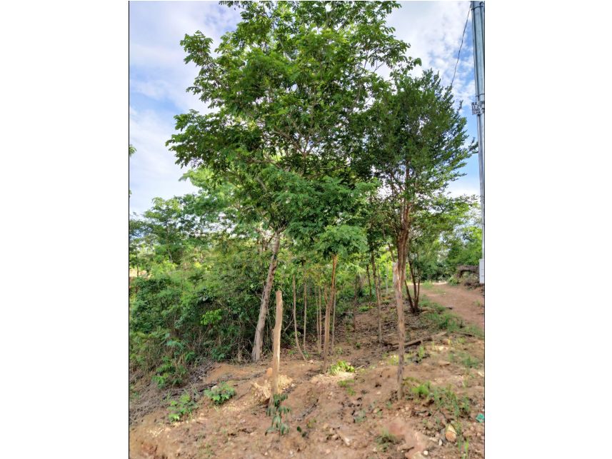 Imagem 3 do Leilão de Terreno - Condomínio Mansões Ilha Bella - Caldas Novas/GO