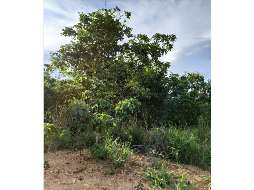 Imagem 4 do Leilão de Terreno - Condomínio Mansões Ilha Bella - Caldas Novas/GO