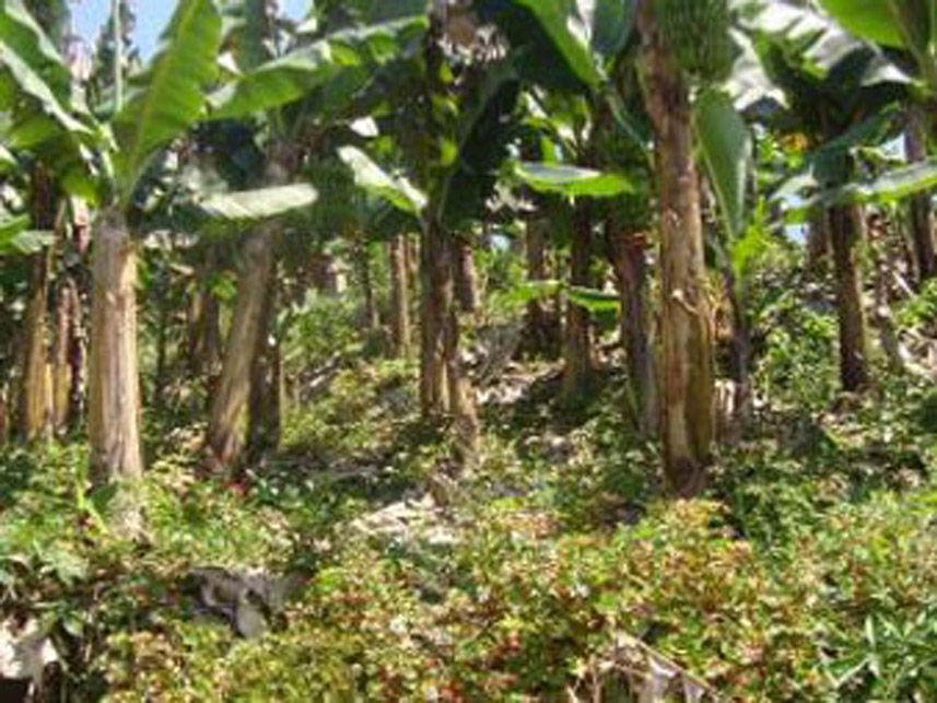 Imagem 9 do Leilão de Área Rural - Área Rural - Massaranduba/SC