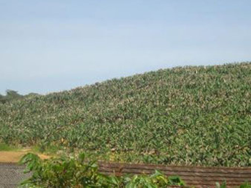 Imagem 6 do Leilão de Área Rural - Área Rural - Massaranduba/SC