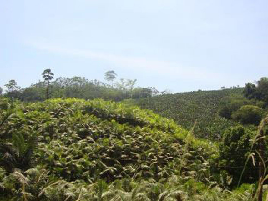 Imagem 4 do Leilão de Área Rural - Área Rural - Massaranduba/SC