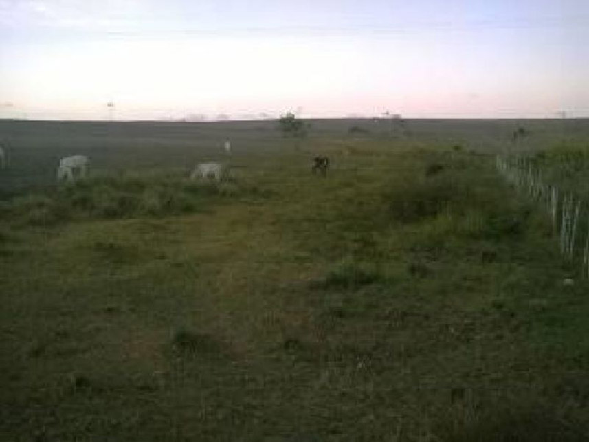 Imagem 2 do Leilão de Fazenda - Fazenda - Pedro Velho/RN