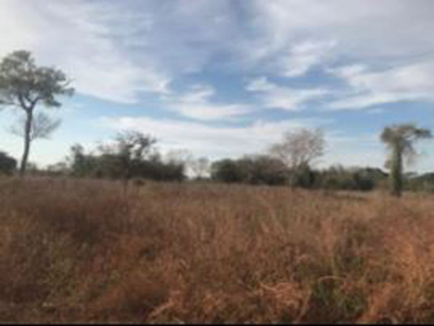Imagem 3 do Leilão de Área Rural - Fazenda Lagoa Azul Iii - Nova Crixás/GO