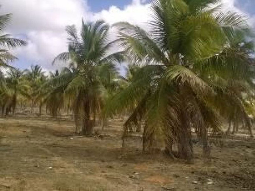Imagem 1 do Leilão de Área Rural - Zona Rural - Nísia Floresta/RN