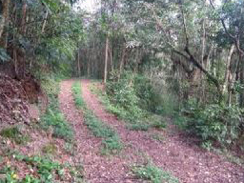 Imagem 5 do Leilão de Área Rural - Distrito de Galópolis - Caxias do Sul/RS