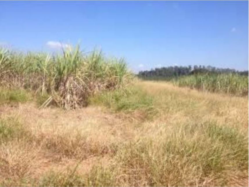 Imagem 1 do Leilão de Área Rural - Faxinal - Itatinga/SP