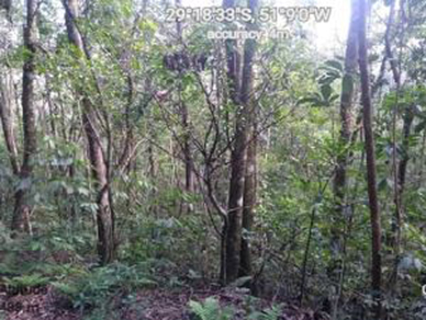 Imagem 9 do Leilão de Área Rural - Distrito de Galópolis - Caxias do Sul/RS