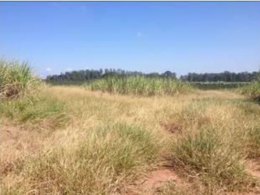 Imagem 6 do Leilão de Área Rural - Faxinal - Itatinga/SP