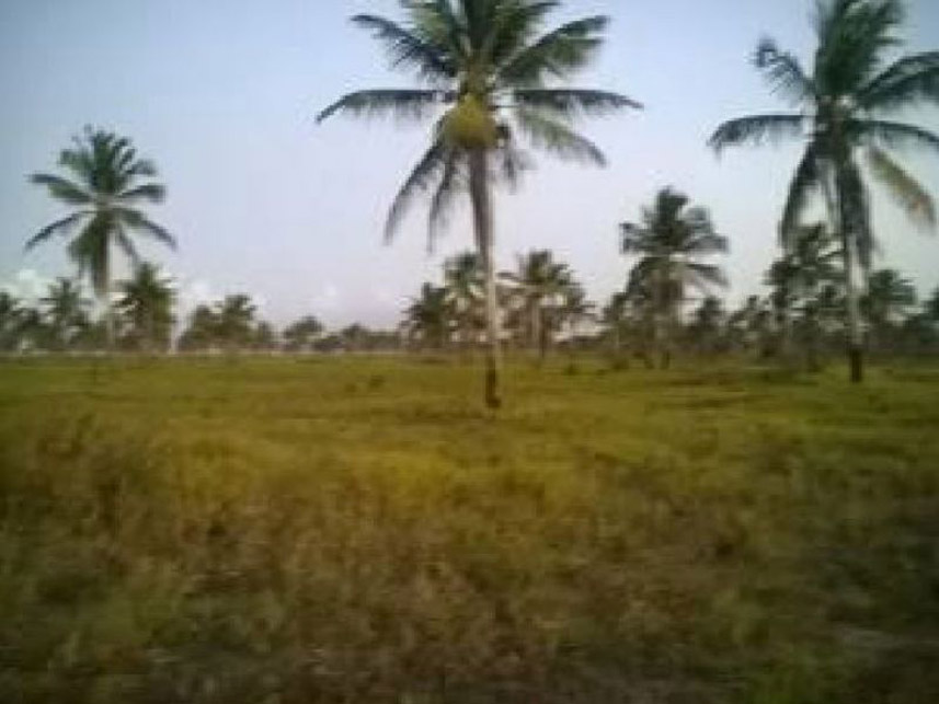 Imagem 4 do Leilão de Fazenda - Fazenda - Pedro Velho/RN