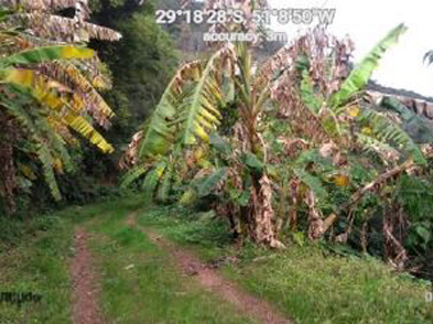 Imagem 10 do Leilão de Área Rural - Distrito de Galópolis - Caxias do Sul/RS