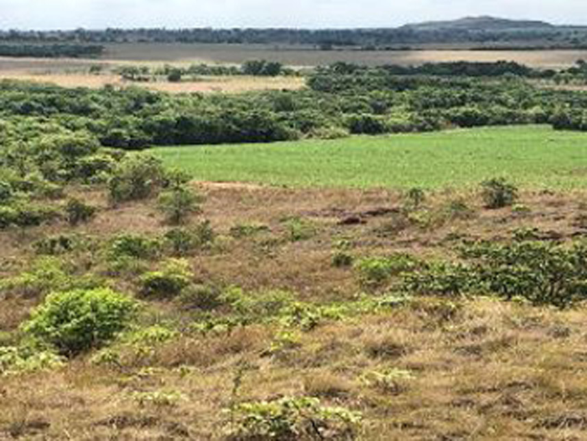 Imagem 1 do Leilão de Área Rural - Área Rural - União de Minas/MG