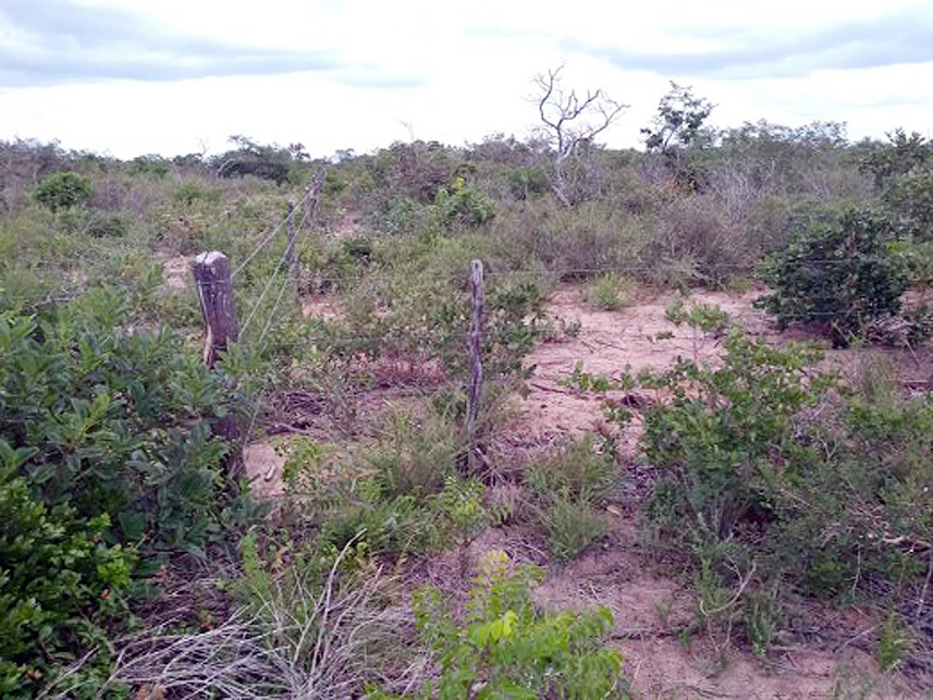 Imagem 1 do Leilão de Área Rural - Fazenda Japaratuba - Itapicuru/BA