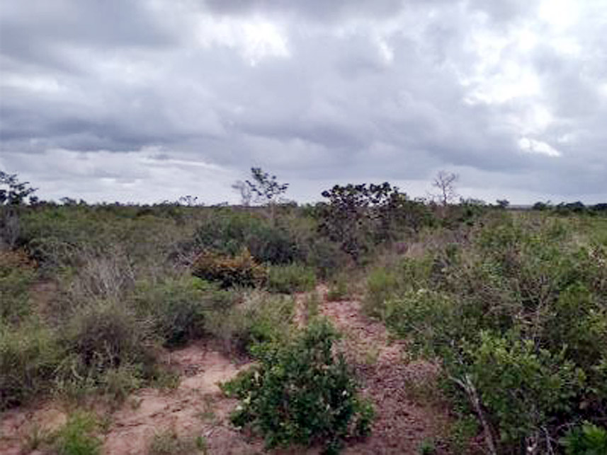 Imagem 4 do Leilão de Área Rural - Fazenda Japaratuba - Itapicuru/BA