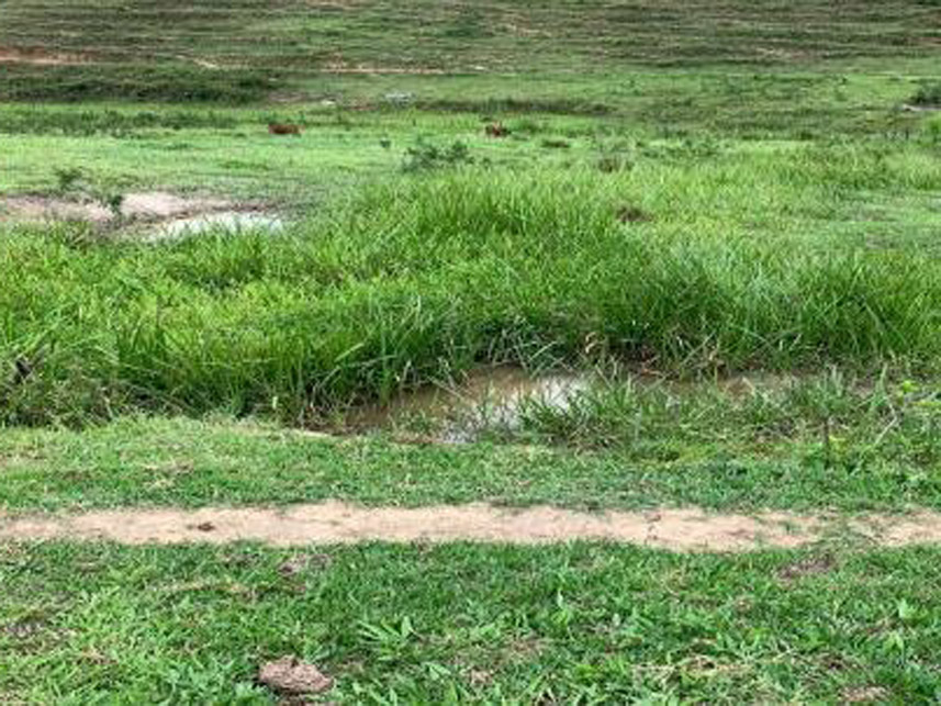 Imagem 6 do Leilão de Área Rural - Rancho Grande - Bananal/SP