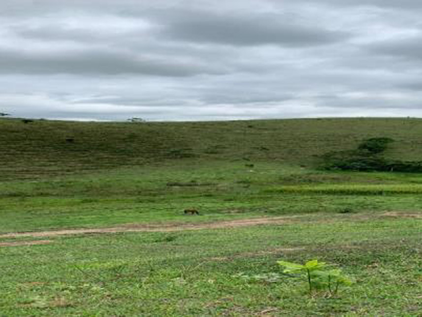 Imagem 5 do Leilão de Área Rural - Rancho Grande - Bananal/SP