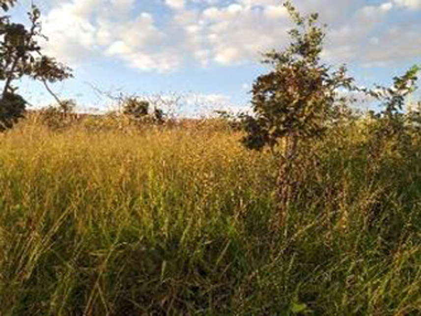 Imagem 6 do Leilão de Terreno - Jardim da Barragem Iv - Águas Lindas de Goiás/GO
