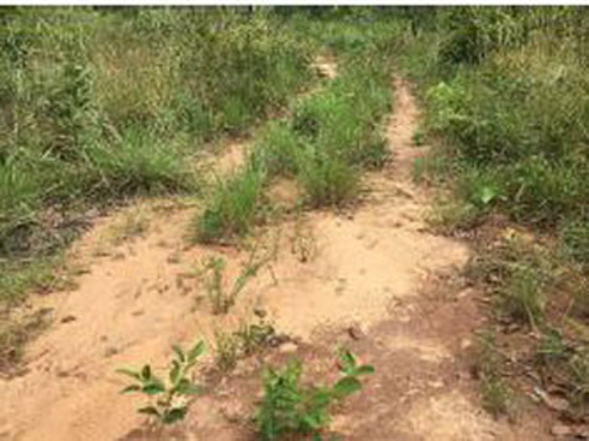 Imagem 3 do Leilão de Área Rural - Zona Rural - Rio Sono/TO