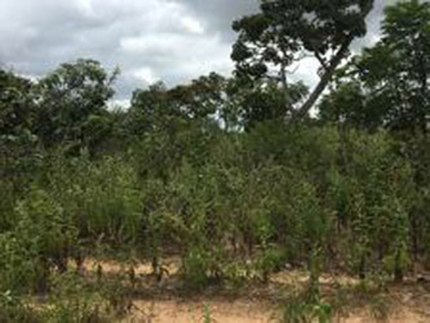 Imagem 6 do Leilão de Área Rural - Zona Rural - Rio Sono/TO