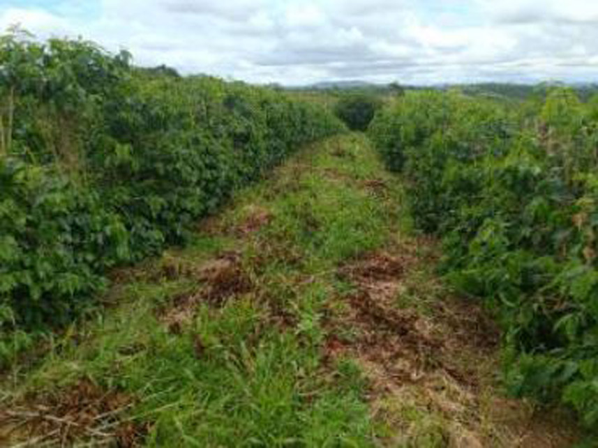 Imagem 1 do Leilão de Área Rural - Córrego Grande Ou Cabeceira do Córrego Grande - Elói Mendes/MG