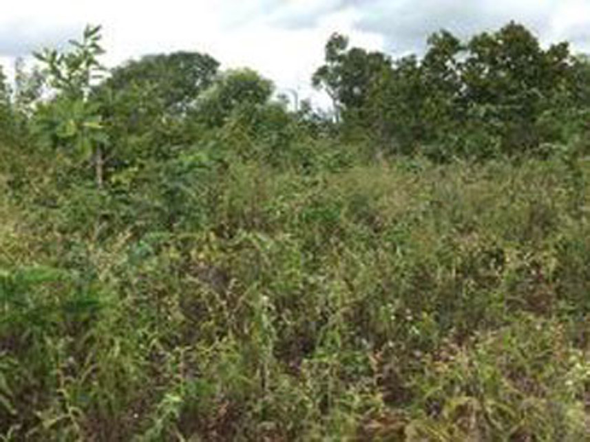 Imagem 7 do Leilão de Área Rural - Zona Rural - Rio Sono/TO