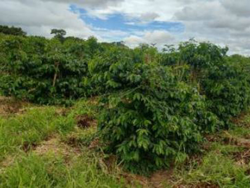 Imagem 3 do Leilão de Área Rural - Córrego Grande Ou Cabeceira do Córrego Grande - Elói Mendes/MG