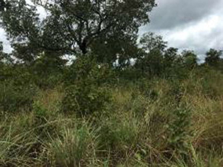 Imagem 4 do Leilão de Área Rural - Zona Rural - Rio Sono/TO