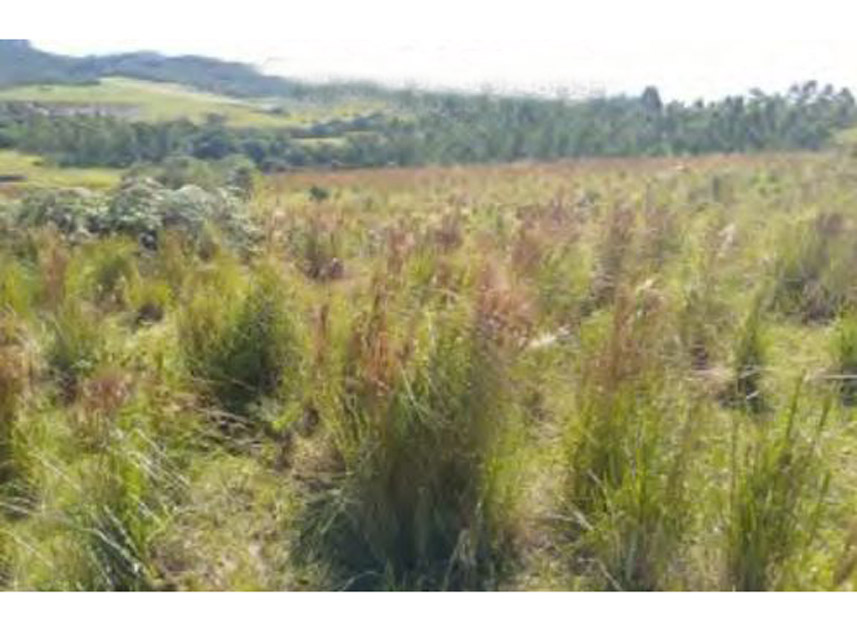 Imagem 4 do Leilão de Terreno - Barra do Tigre - Agrolândia/SC