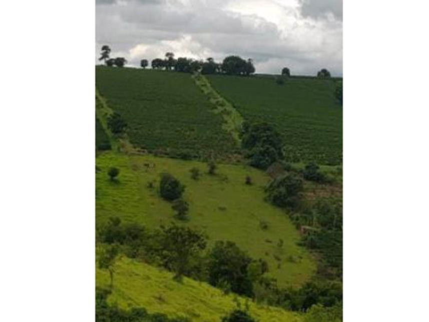 Imagem 11 do Leilão de Área Rural - Córrego Grande Ou Cabeceira do Córrego Grande - Elói Mendes/MG