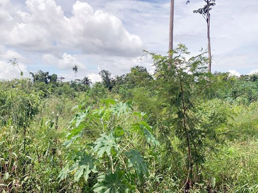 Imagem 2 do Leilão de Terreno - Gleba Buriti dos Carajás - Canaã dos Carajás/PA