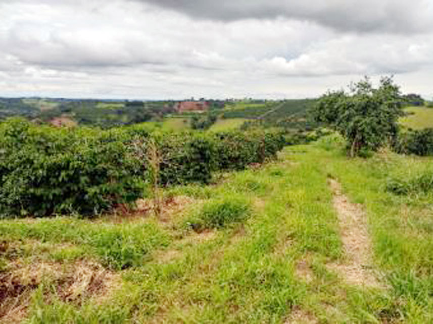 Imagem 3 do Leilão de Área Rural - Córrego Grande Ou Cabeceira do Córrego Grande - Elói Mendes/MG