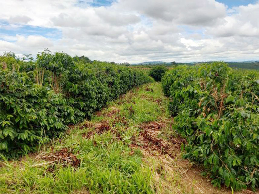 Imagem 1 do Leilão de Área Rural - Córrego Grande Ou Cabeceira do Córrego Grande - Elói Mendes/MG
