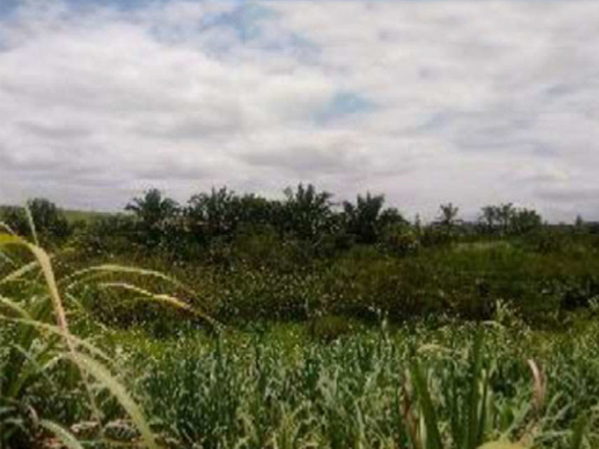 Imagem 4 do Leilão de Terreno - Engenho Guerra - Cabo de Santo Agostinho/PE