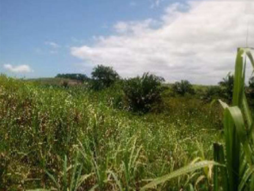 Imagem 3 do Leilão de Terreno - Engenho Guerra - Cabo de Santo Agostinho/PE