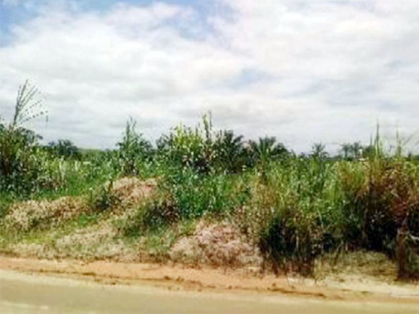Imagem 2 do Leilão de Terreno - Engenho Guerra - Cabo de Santo Agostinho/PE