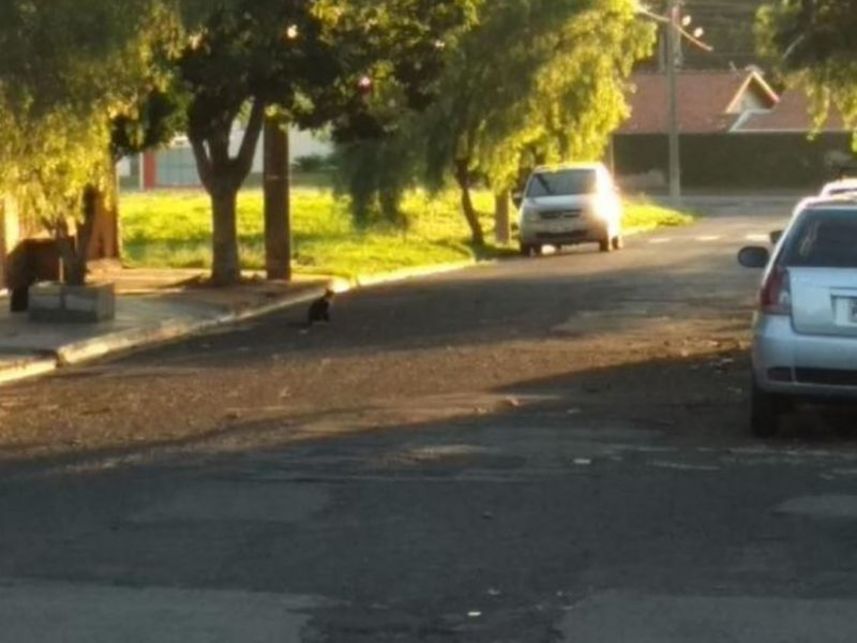 Imagem 4 do Leilão de Casa - Conjunto Habitacional Doutor Antônio Francisco Inocêncio - Avaré/SP