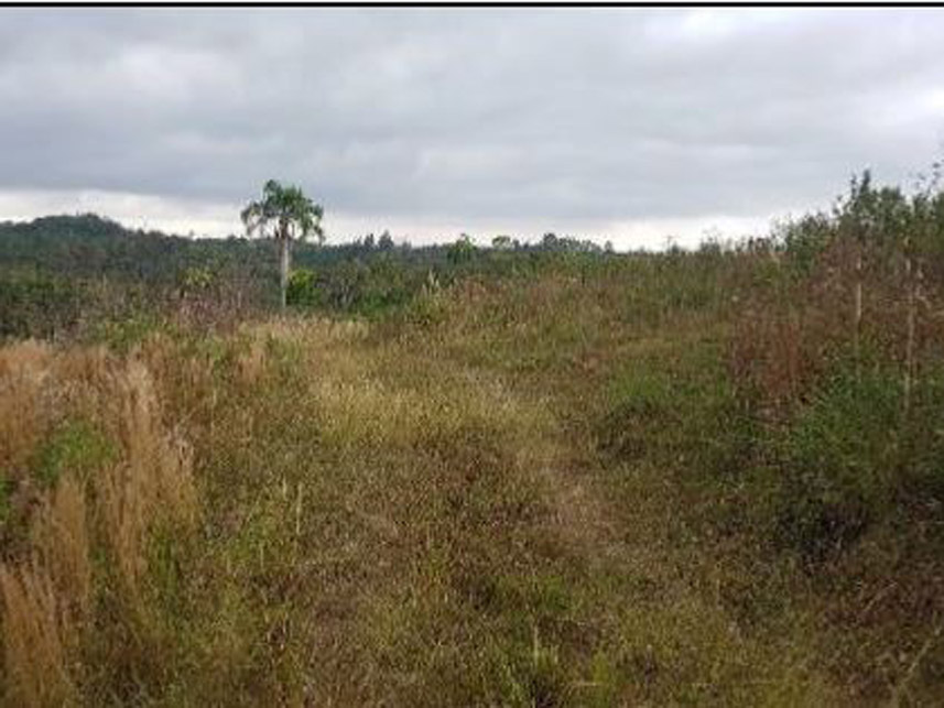 Imagem 10 do Leilão de Área Rural - Caraguatá - Quatro Barras/PR