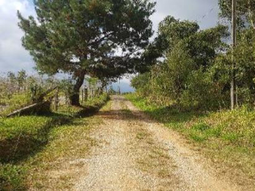 Imagem 7 do Leilão de Área Rural - Caraguatá - Quatro Barras/PR