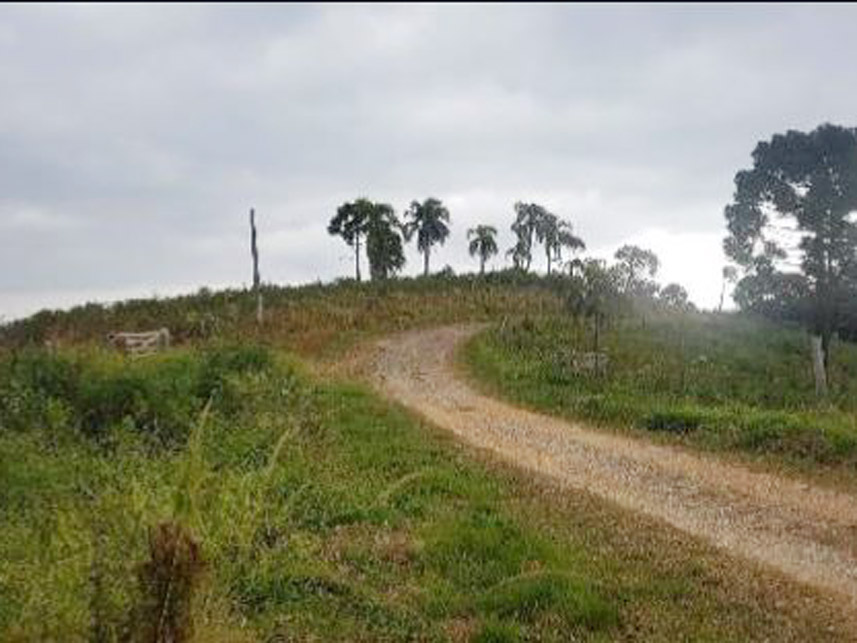 Imagem 9 do Leilão de Área Rural - Caraguatá - Quatro Barras/PR