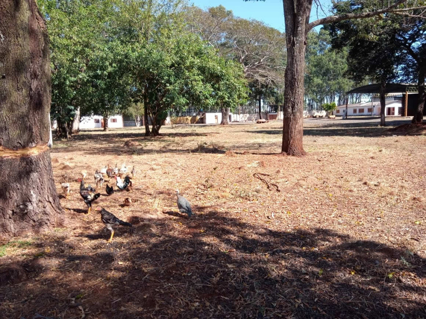 Imagem 16 do Leilão de Galpão - Chácaras Rio Pardo - Ribeirão Preto/SP