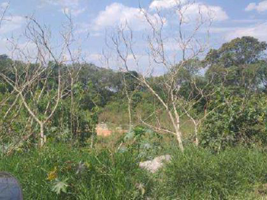 Imagem 3 do Leilão de Terreno - Vila Universal - Barueri/SP