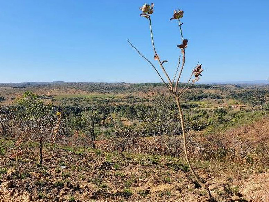 Imagem 5 do Leilão de Fazenda - Fazenda Campo Alegra - Jaboticatubas/MG