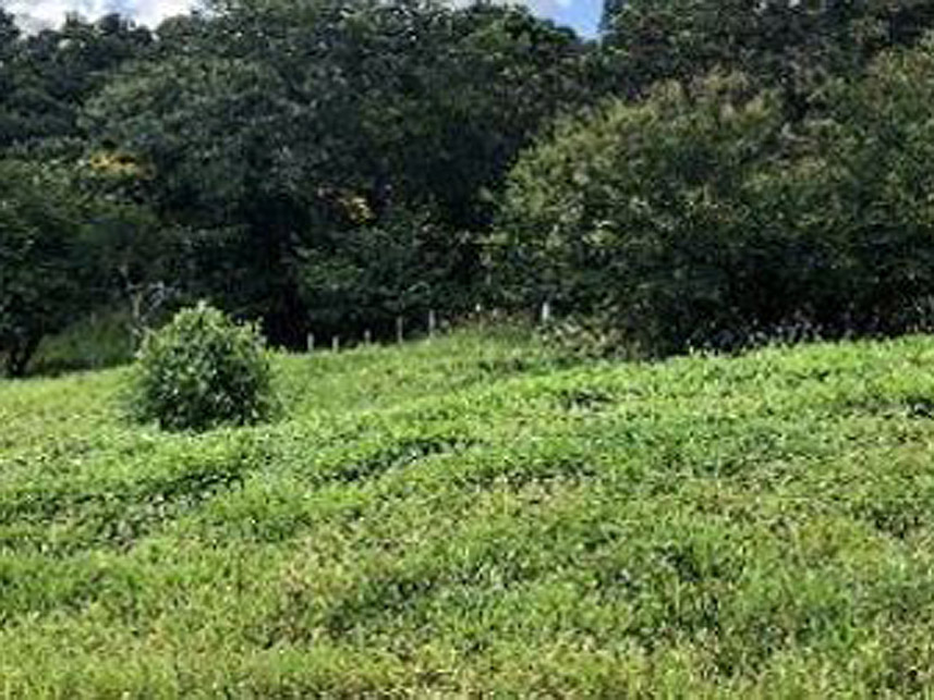 Imagem 2 do Leilão de Terreno - Zona Rural - Boituva/SP